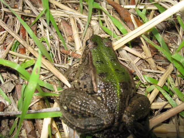 Rana - Pelophylax sp.